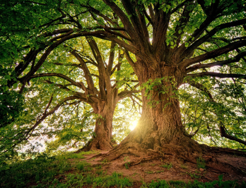 Le foreste e il benessere umano: una connessione inestimabile