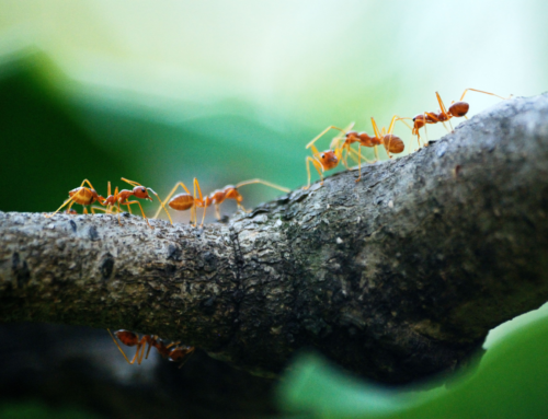 Le formiche di fuoco: un pericolo in crescita in Italia ed Europa