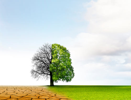 Combattere l’ecoansia: terapie e rimedi per ripristinare la connessione con la natura