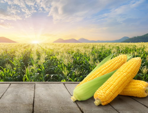 La fibra di mais: un tesoro nutrizionale e sostenibile