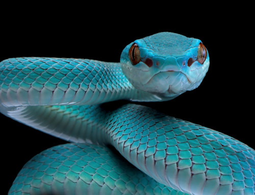 Antidoto universale contro il morso di serpenti: una svolta rivoluzionaria nella medicina dei veleni