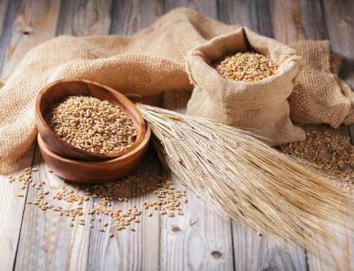 Le proprietà benefiche dell’orzo