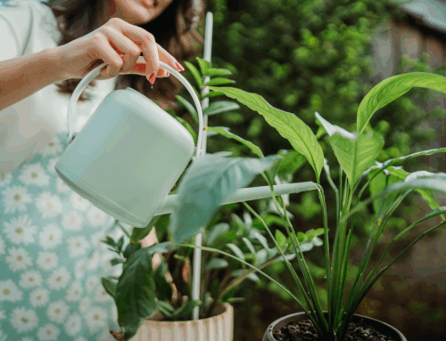 Le piante come terapia: la natura entra in scena per la salute mentale