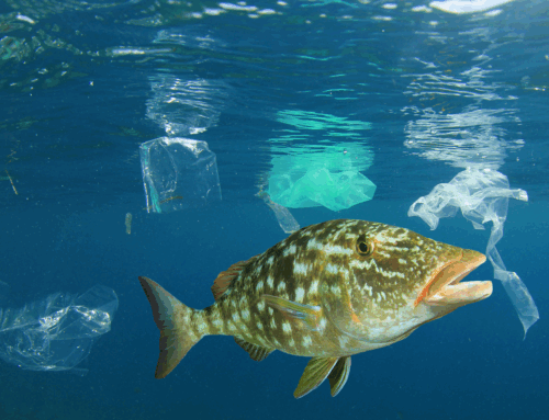 Funghi marini, i nuovi alleati contro le microplastiche
