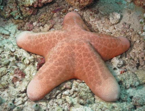 Il patogeno killer delle stelle marine nel Pacifico