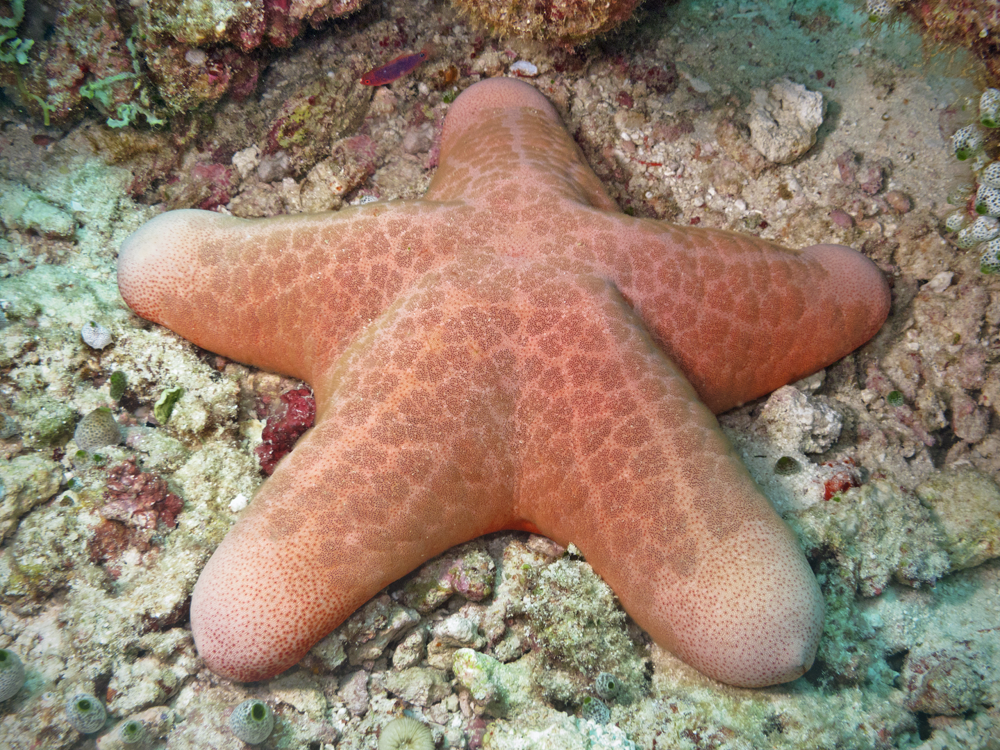 Il patogeno killer delle stelle marine nel Pacifico