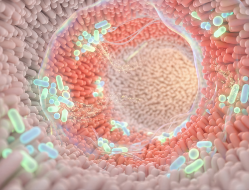 La memoria nasce nell’intestino? Il legame tra microbioma e invecchiamento cerebrale