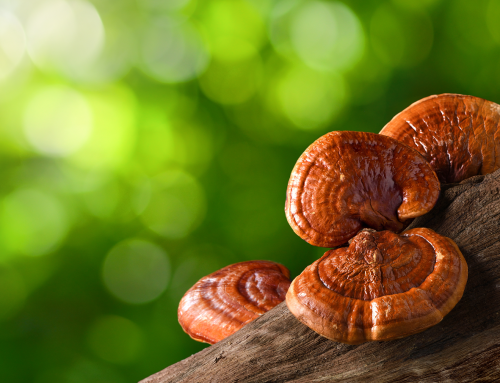 Reishi: proprietà, benefici e origini del “fungo della longevità”
