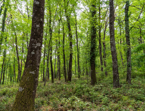 Terapia forestale: la rivoluzione del Forest Bathing