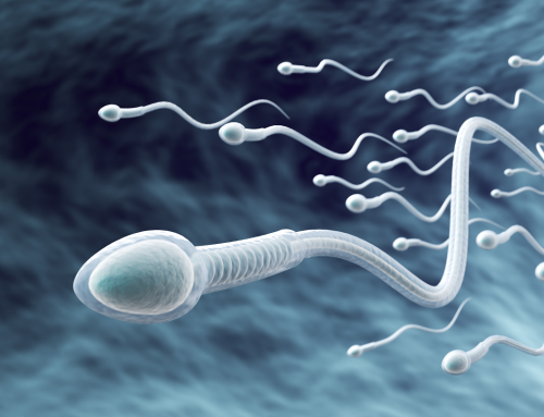 Spermatozoi creati in laboratorio: la ricerca apre nuove prospettive per lo studio dell’infertilità